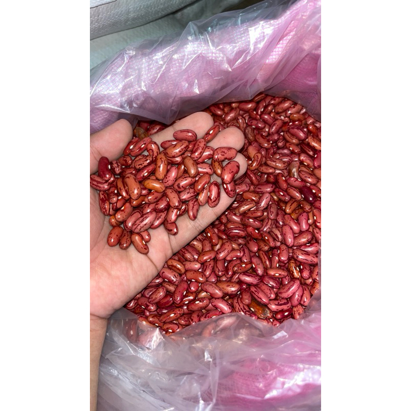 

Kacang merah / Kacang Bandung