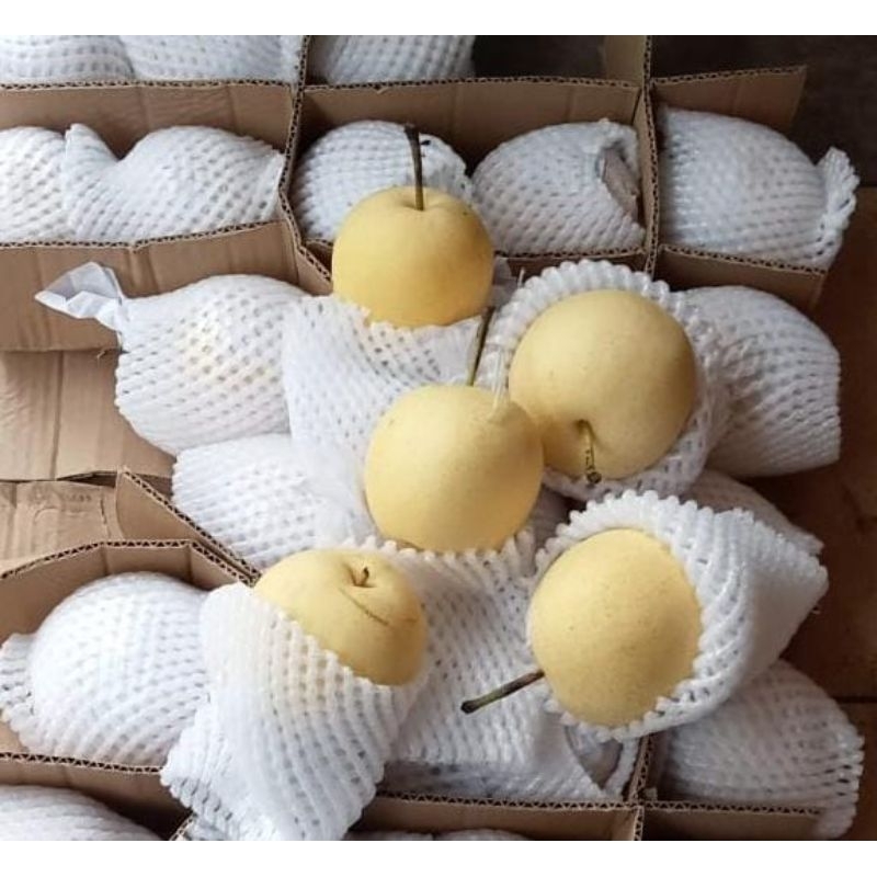 

Indukbuah Buah Pear Century Manis 1 Keranjang 5kg