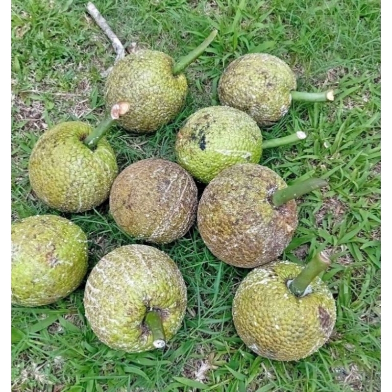 

Buah Sukun / Buah sukun lokal / Sukun lokal kampung / Sukun tua siap goreng