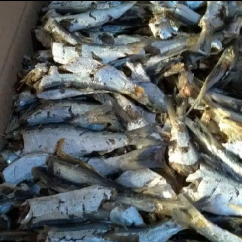 

Ikan Asin Sampah Daging/Ikan Asin Japu Fresh Khas Medan 500 gram