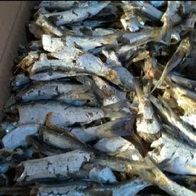 

Ikan Asin Sampah Daging/Ikan Asin Japu Fresh Khas Medan 1 Kg