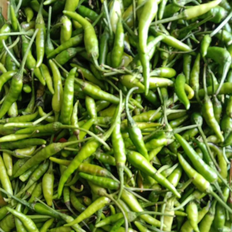 

cabe rawit hijau segar 1kg
