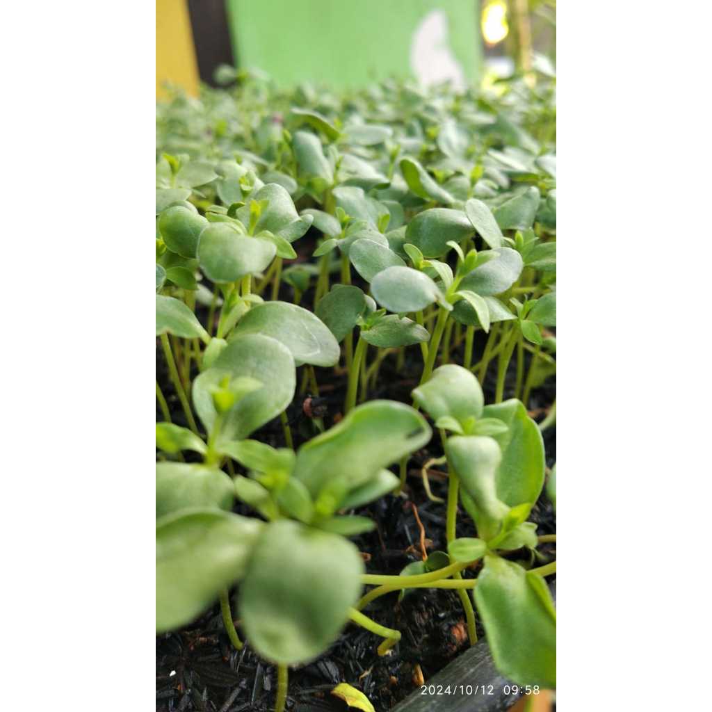 

Sayur Microgreen Flaxseed 30 gram Flaxseed Freshcut Siap Makan Siap Masak
