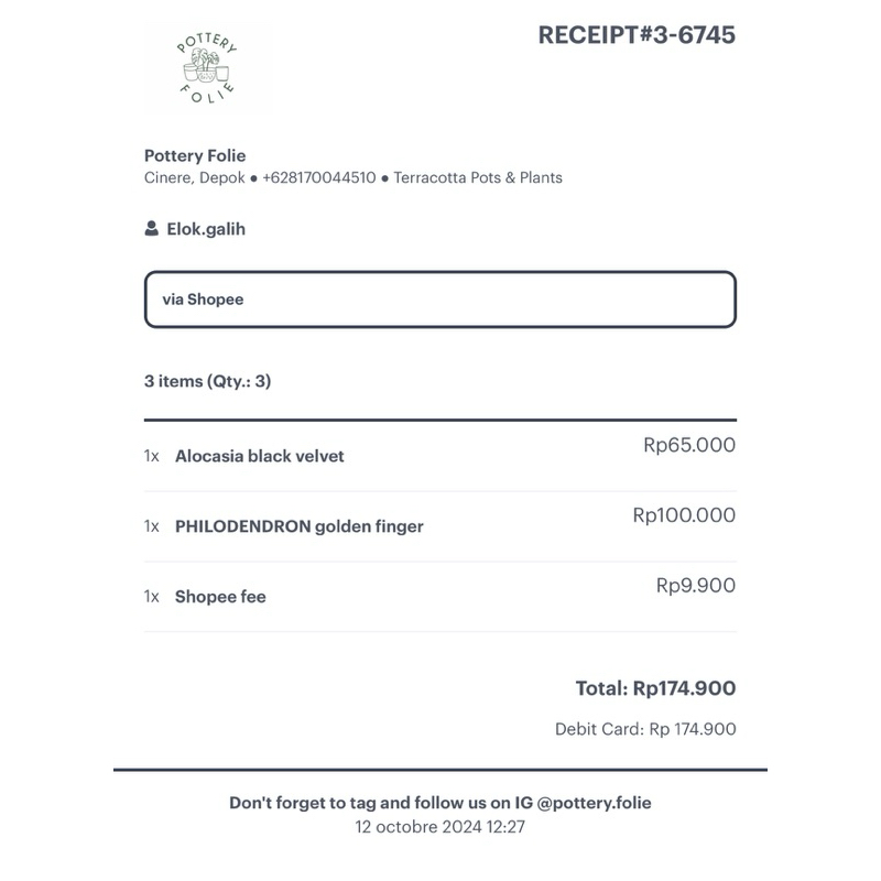 alocasia black velvet philo golden finger kak elok