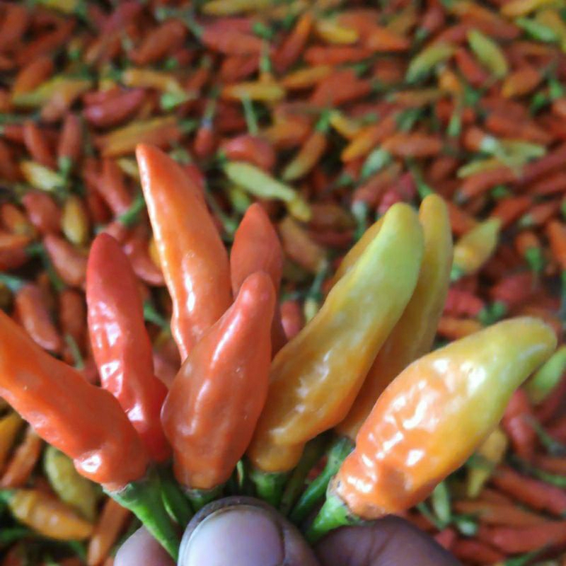 

CABE RAWIT ORI 1 KG MAGELANG