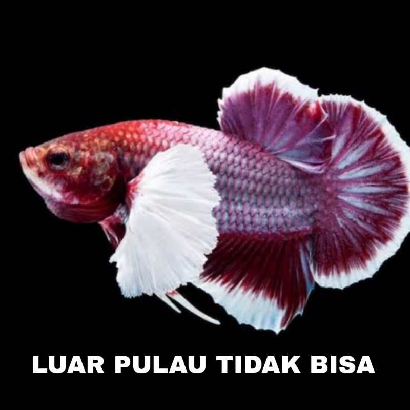 ikan cupang plakat big ear isi 10 bergaransi top