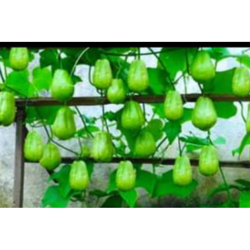 

labu Siam sayur untuk lalaban isi 5 buah labu siam