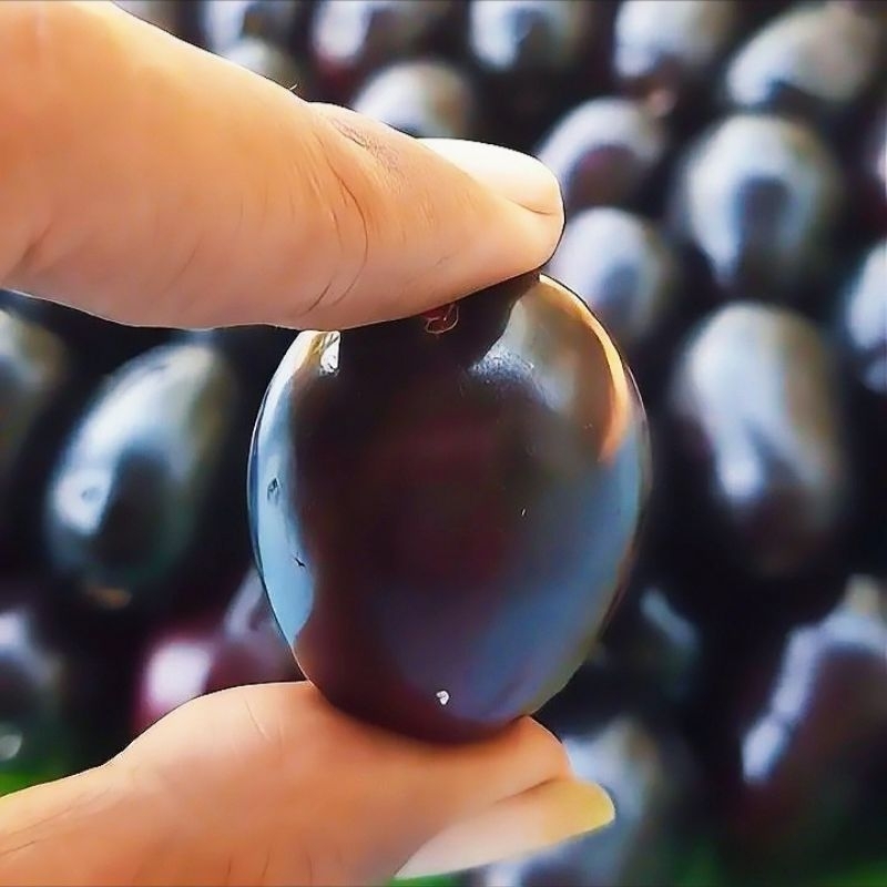 

Buah juwet, buah jamblang, buah duwet