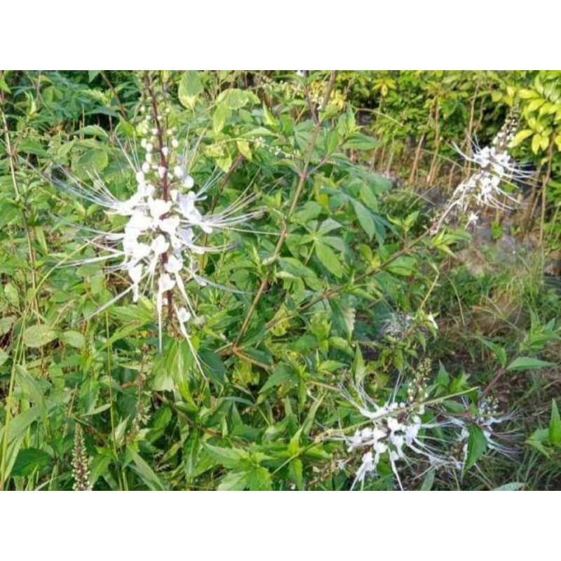 

Daun Kumis Kucing Segar (200 gr)