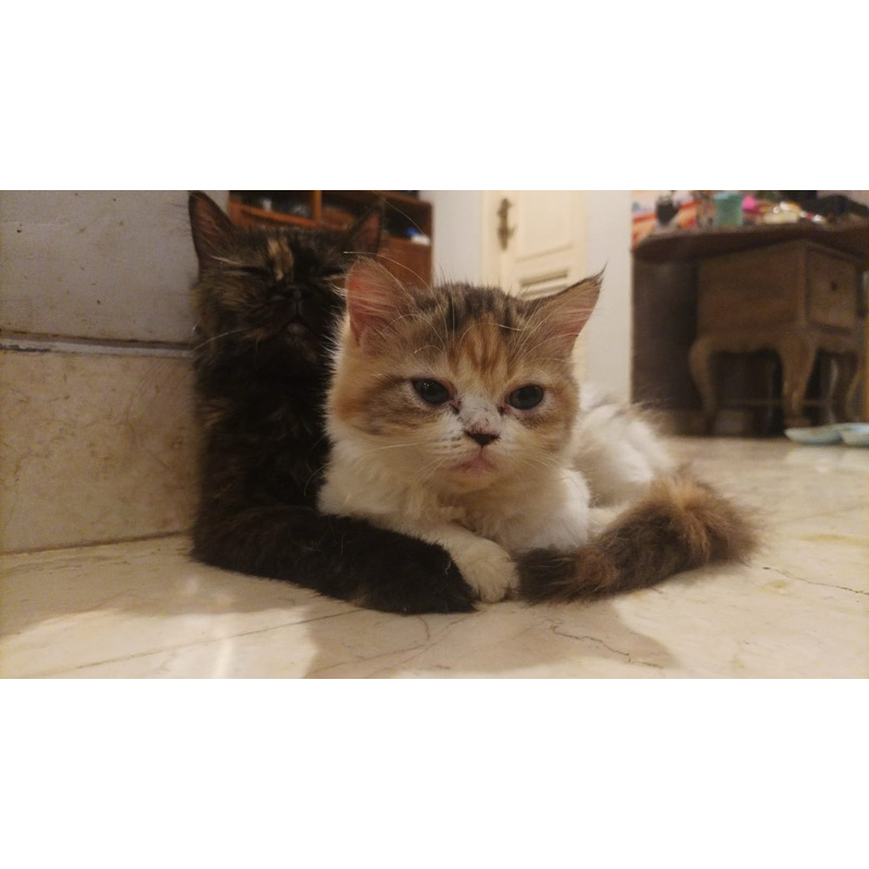 kitten persia betina