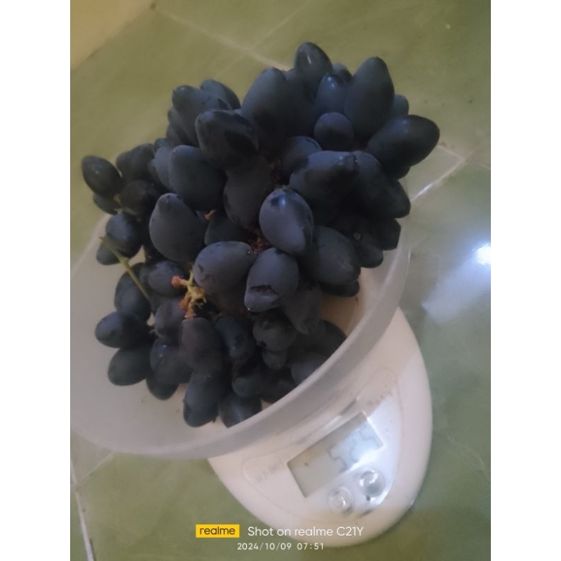 

buah anggur jenis diamond