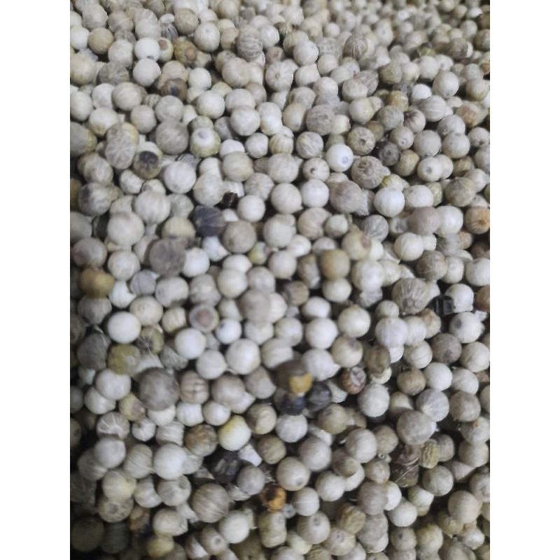 

Lada Putih Biji utuh Asli Original 1kg