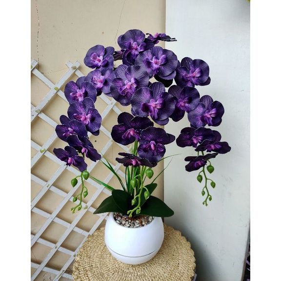 Yang Terbaik Anggrek Dendrobium  Anggrek Dendrobium Hidup Tanaman Hias Hidup  Bunga Hidup Anggrek  B