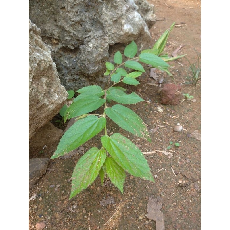 

Daun kersen / daun Chery Jawa 100 lembar