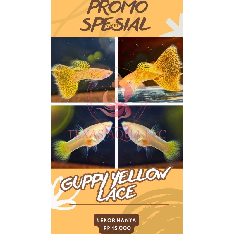 

BOX KARDUS ISI Gμ₱₱¥ Y£LL0W L4C£ D£W4S4