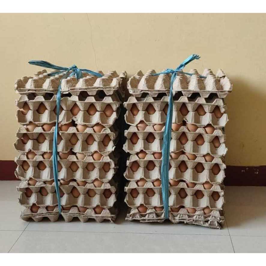 

Telor Ayam Omega 3 Fresh Sehat Bersih Berkualitas 30 Butir