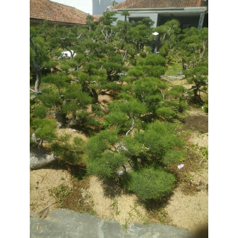 Bonsai Taman Cemara Udang
