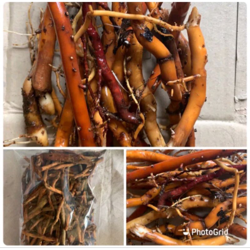 

paket herbal murah akar pinang segar + akar aren segar + akar kelapa segar kualitas super