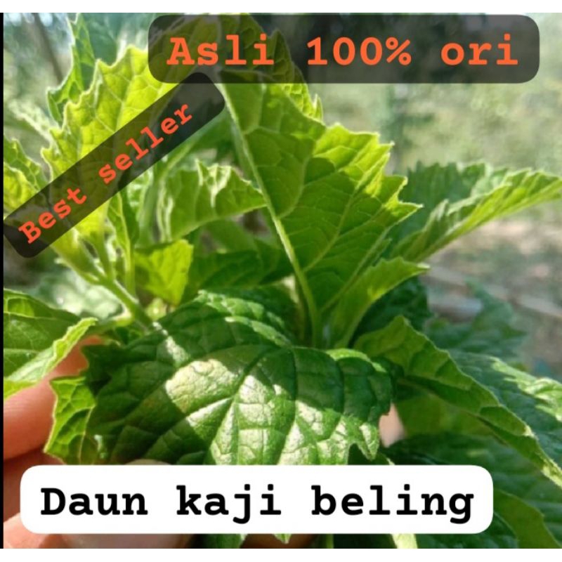 

DAUN KAJI BELING & KUMIS KUCING FRESH, 100% MUJARAB