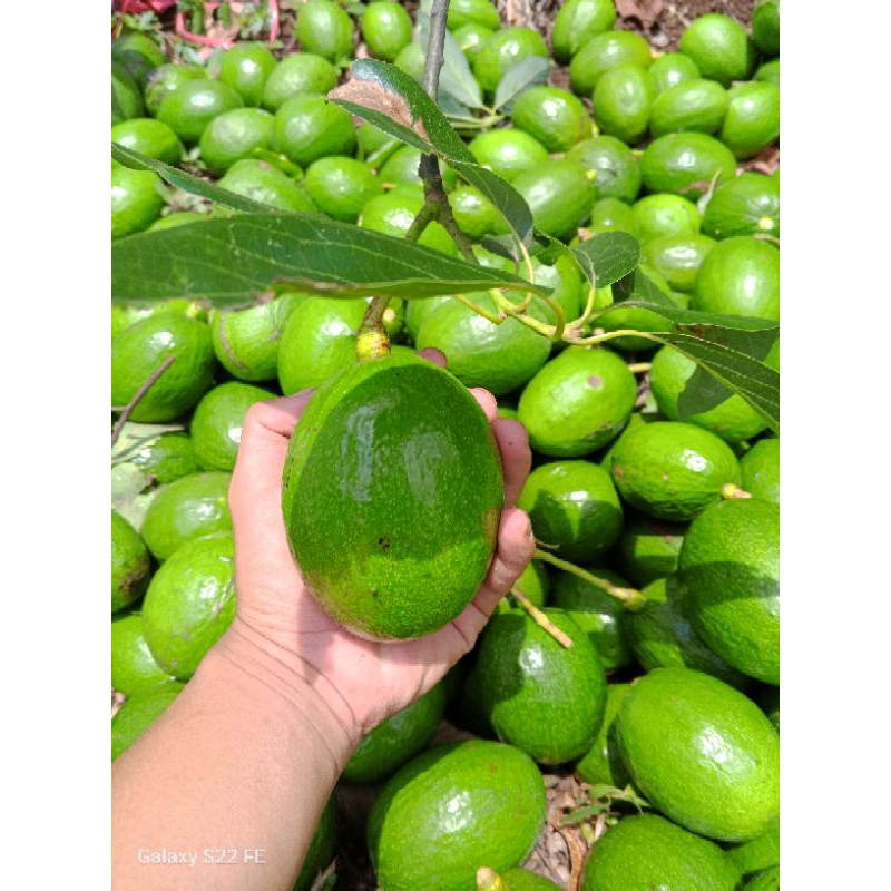

ALPUKAT MENTEGA MINI GARANSI 1 KILO ISI 6-7 BUAH