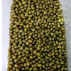 

kacang hijau lokal panen sept 2024