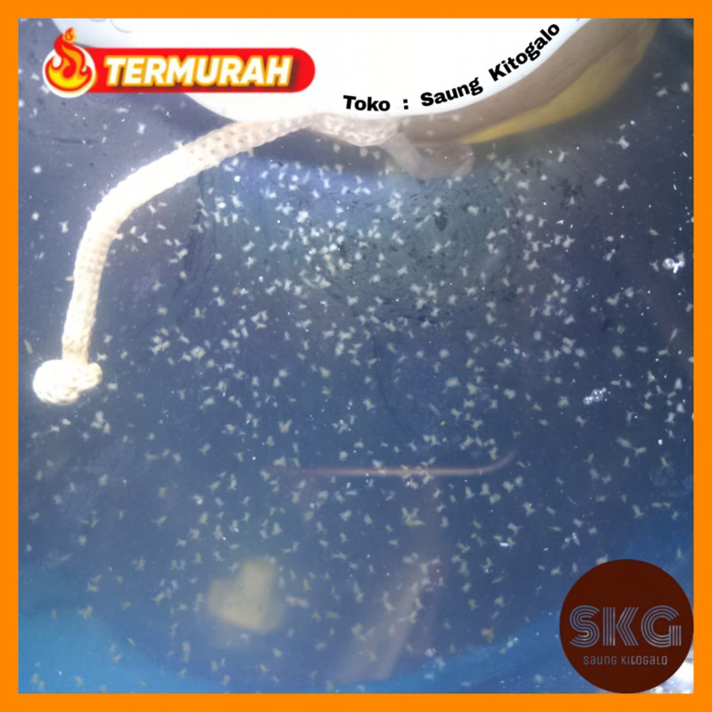 Kutu Air Pakan Ikan Cupang Kutir Pakan Ikan Hias Burayak