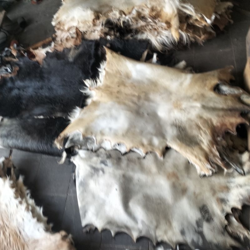 media kulit kambing bulu