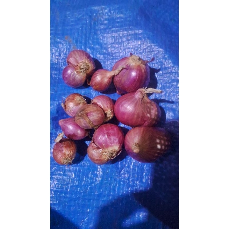 

bawang merah jumbooo 1kg fresh