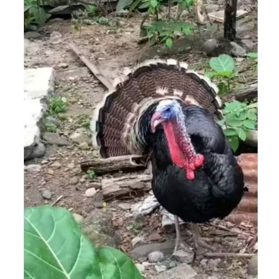 

TELUR AYAM KALKUN/TURKEY FRESS (Untuk di tetaskn)