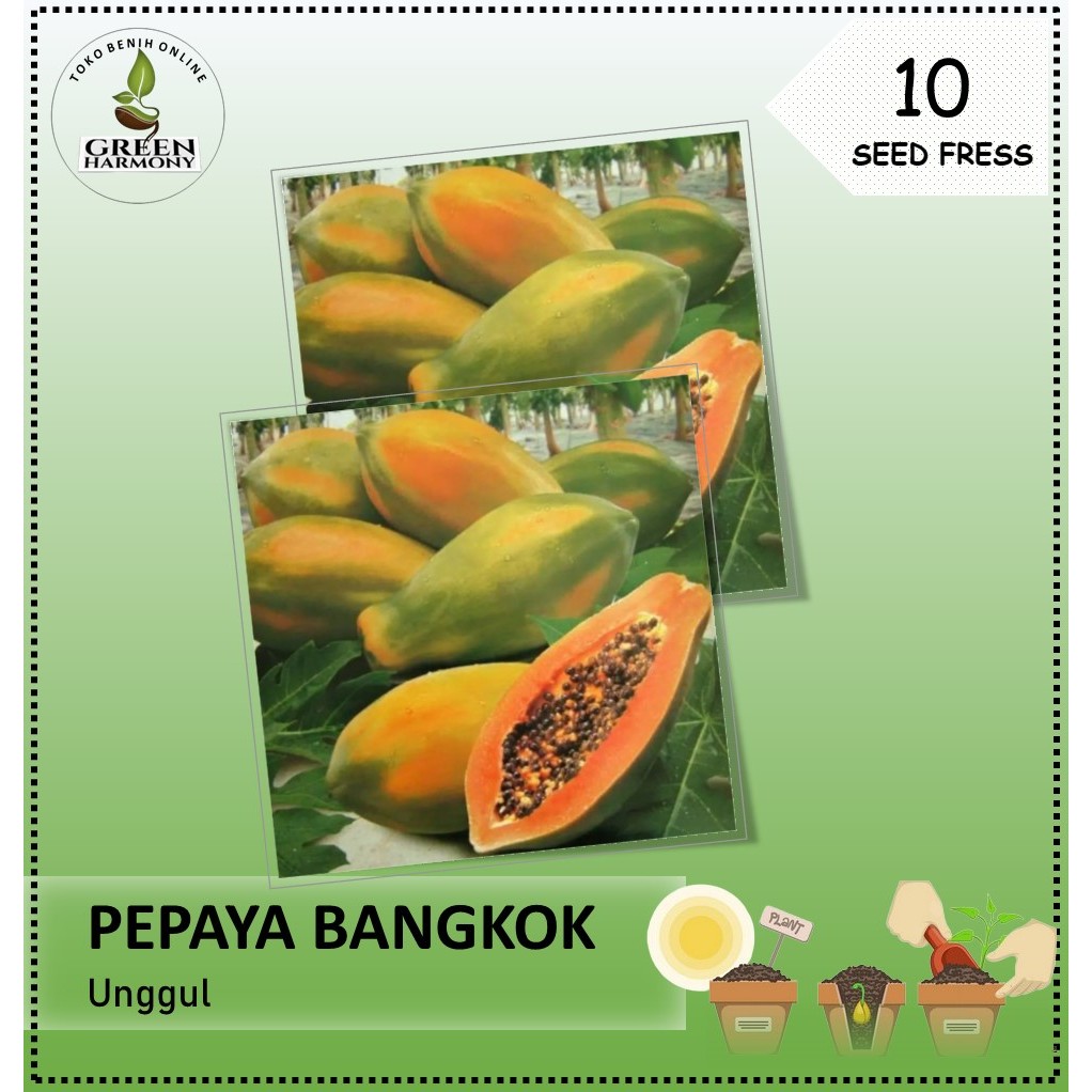 10 Biji - Benih Pepaya BANGKOK (Thailand)
