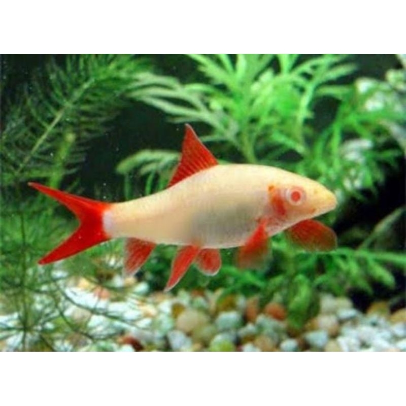 ikan redfin albino, ikan hias air tawar aquarium aquascap
