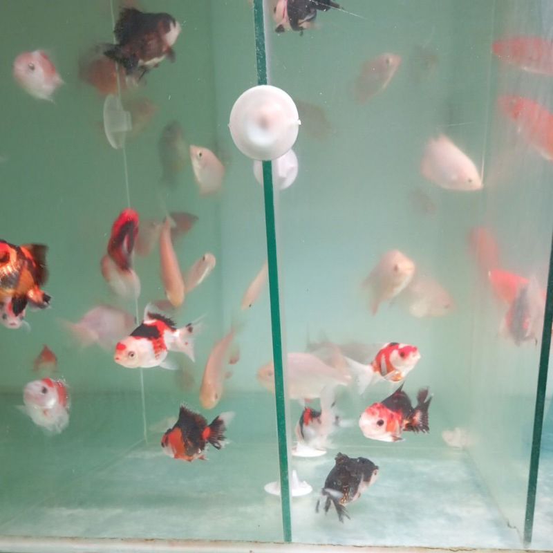 koki panda dan 3color 5-7 cm