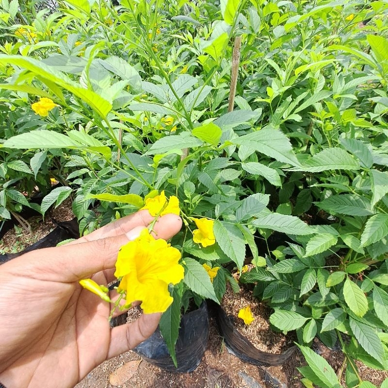 Tanaman Tecomaria Bunga Kuning/Bibit Tecomaria