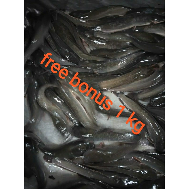 

ikan lele segar 500gr + gratis bonus