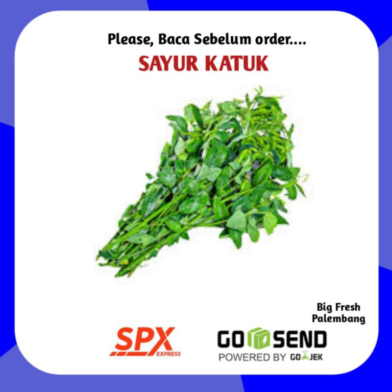 

Sayur Katuk Fresh Per Ikat - Grosir Sayur Sayuran Segar Online Palembang