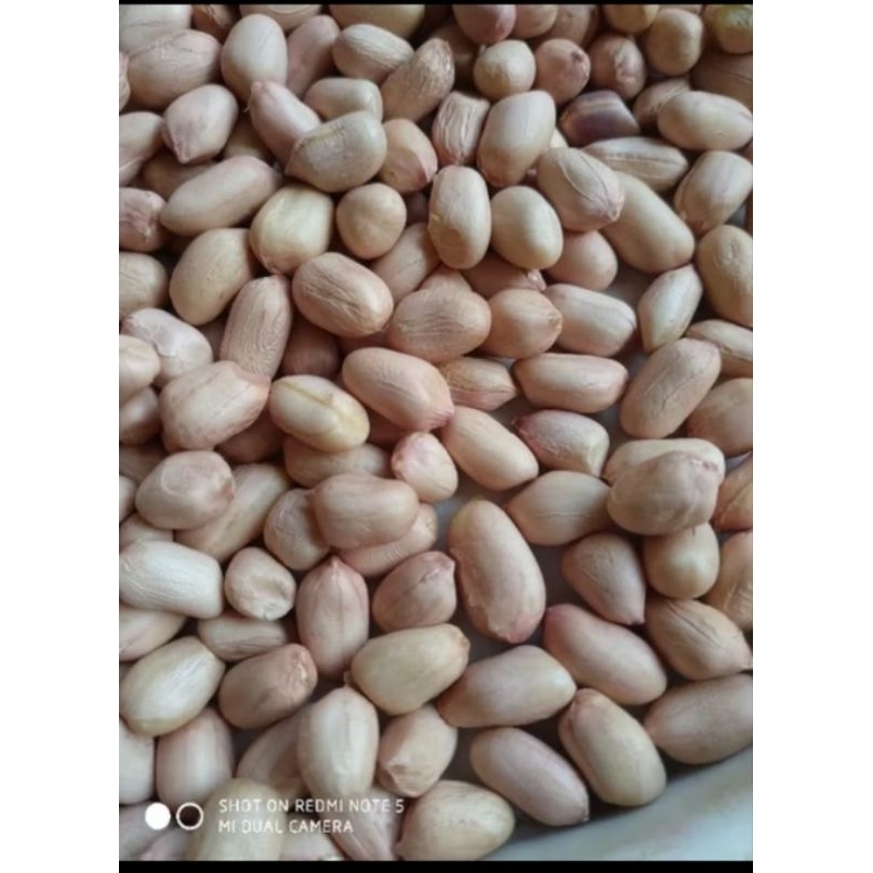 

PROMO 1KG KACANG TANAH VERIESTA UNGGUL SIAP TANAM