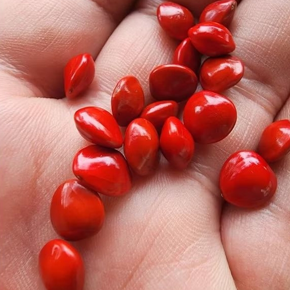 40 butir biji benih saga merah saga pohon