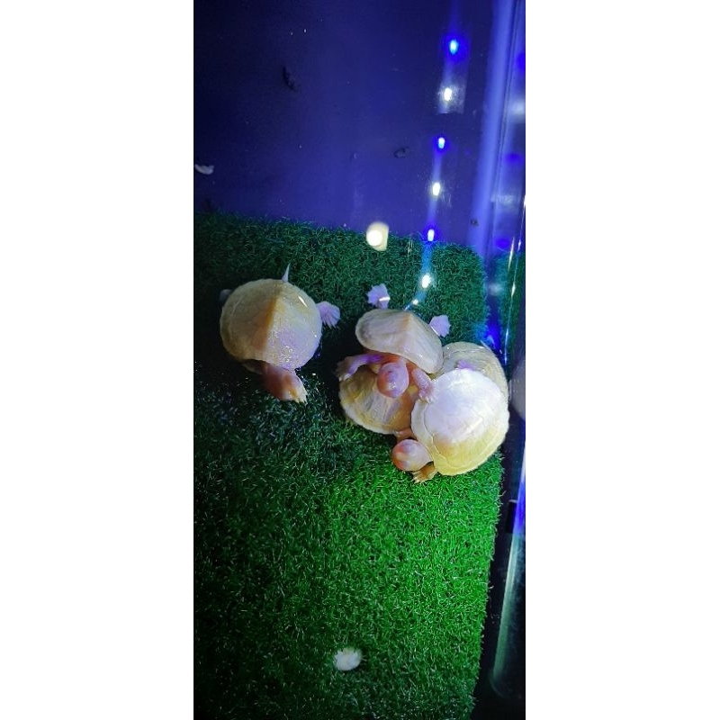 KURA KURA RES ALBINO 4CM 4.5CM