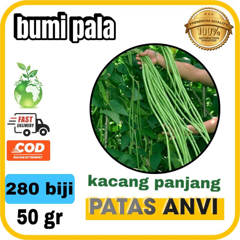 

Bibit Benih Kacang Panjang Tahan Virus Patas Anvi 50 gram -+ 280 Biji