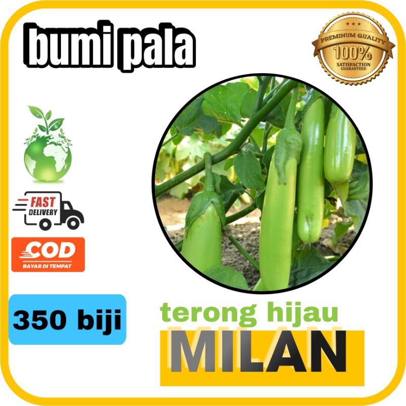 

[ BISA COD ] bibit benih terong hijau panjang milan 2 gram isi 350 butir panjang buah 25 cm