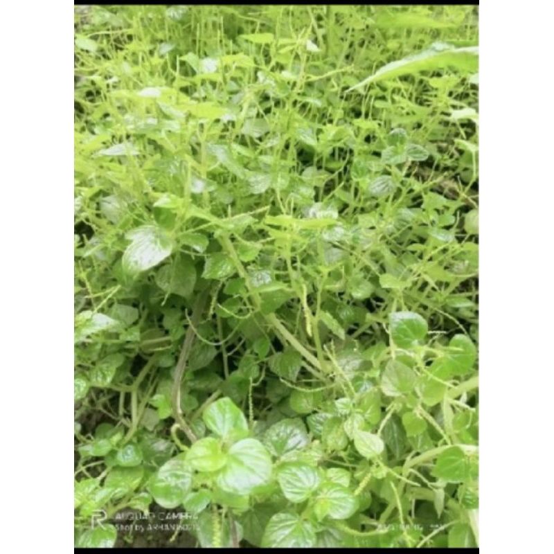 

Daun sirih cina/ketumpang air/suruhan 250