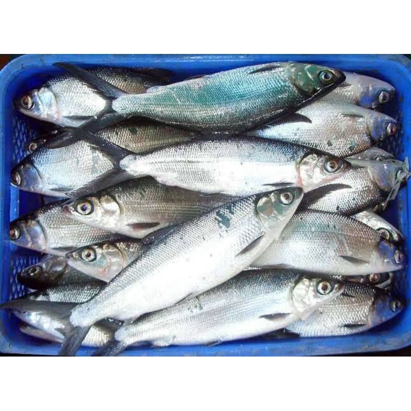 

ikan bandeng kecil 500gr