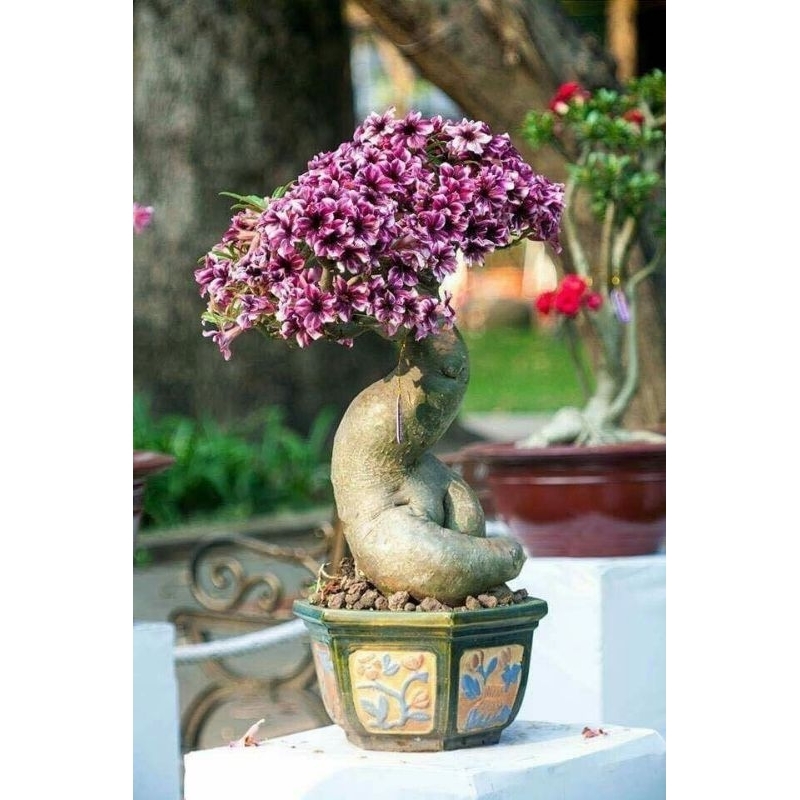Promo Murah COD Tanaman hias bonsai adenium bunga - bonsai adenium - bunga adenium