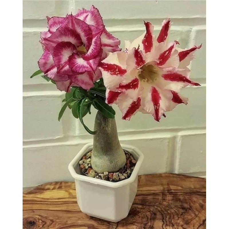 promoo bibit bonsai adenium bunga tumpuk 2 warna - adenium bunga  - bonsai adenium