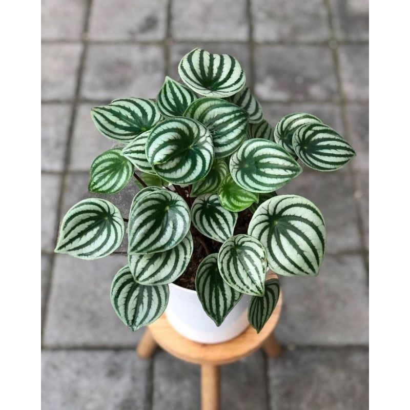 tanaman hias peperomia watermelon - peperomia watermelon - peperomia