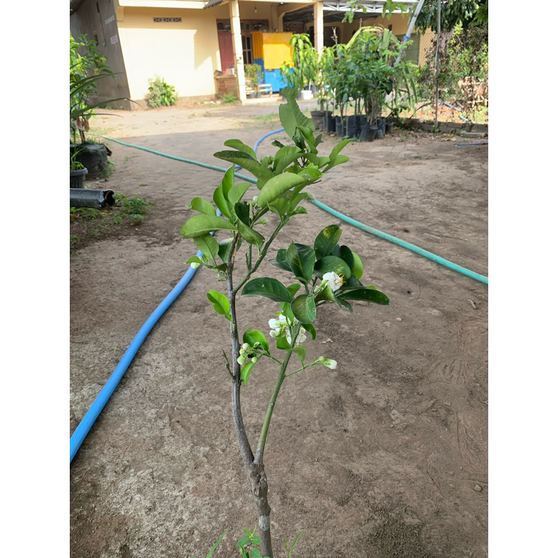 Tanaman jeruk red pamelo atau pamelo merah