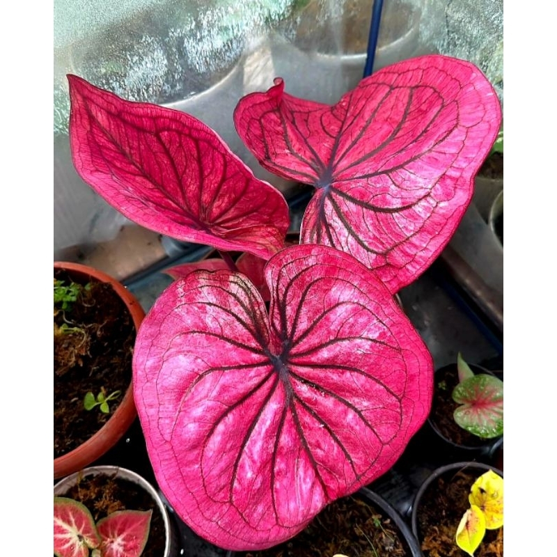 Tanaman Hias Keladi Rict Of Thai Bunga Hias Keladi Caladium Anakan Murah Merah BUKAN BONGGOL Tanaman