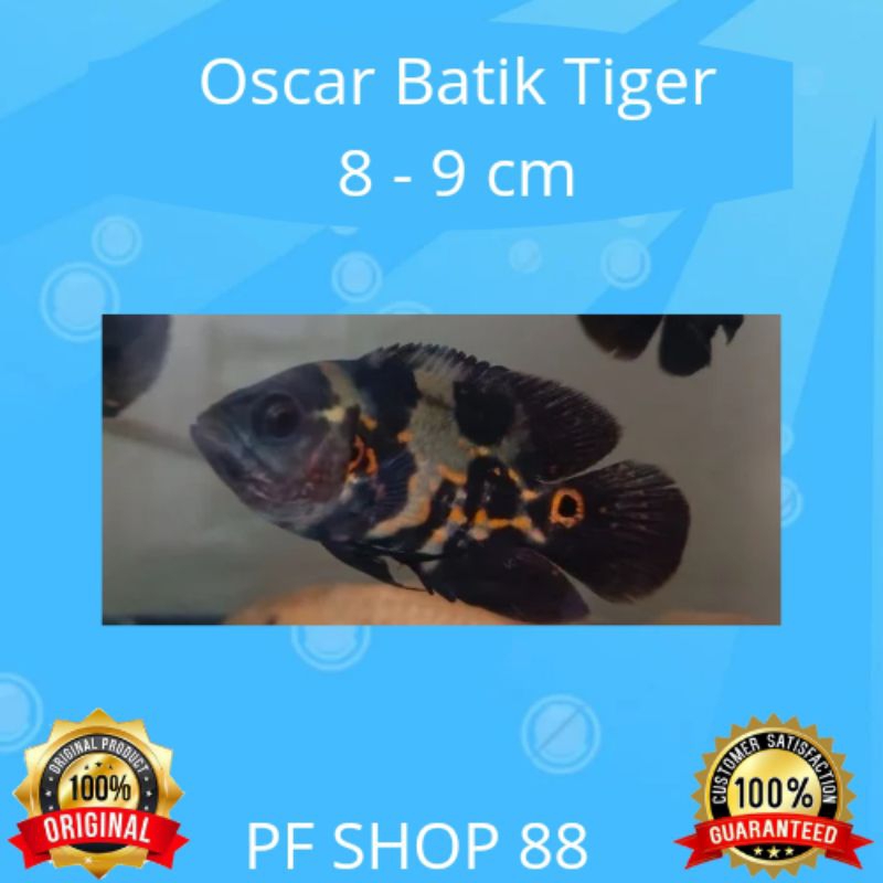 Ikan Hias Oscar Batik Tiger 8 - 9 cm Top Marking