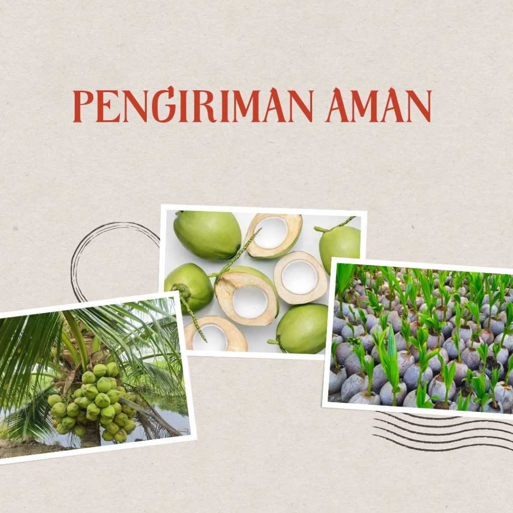 Bibit Kelapa Hibrida Hijau,Bibit Kelapa Genjah,Bibit Kelapa Buah Besar