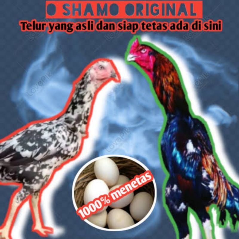 

Telur ayam shamo asli 1000%